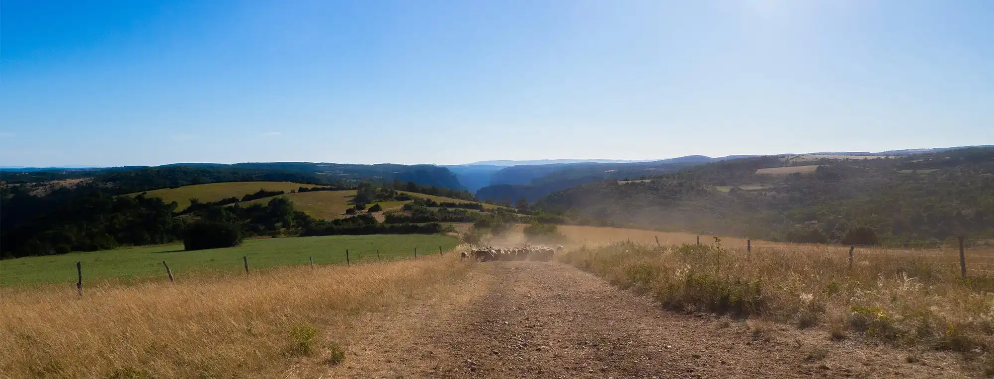 brebis laitières sur le causse méjan